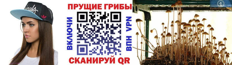 Псилоцибиновые грибы Psilocybine cubensis Кирс
